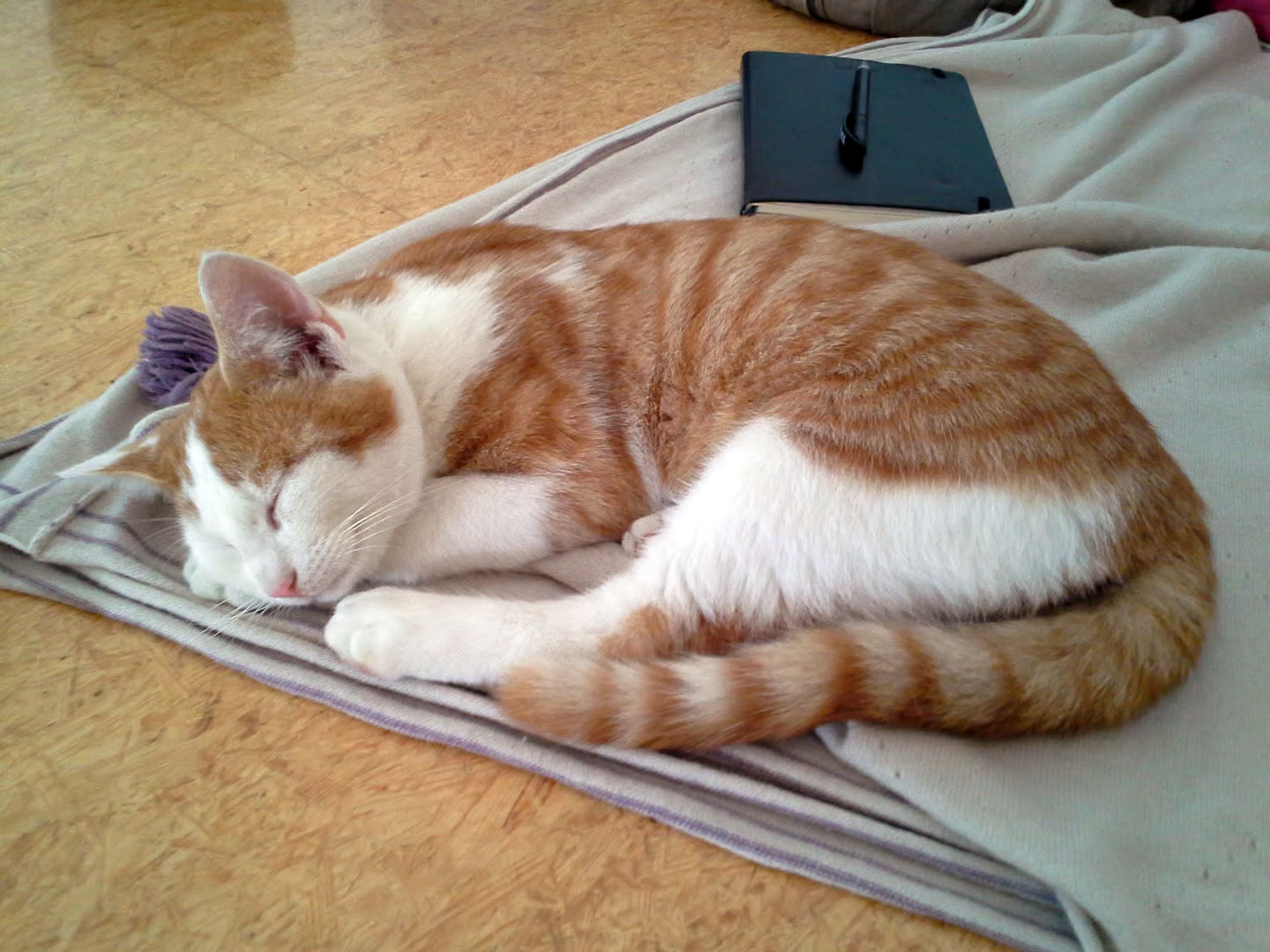 Eine rot-weiß getigerte Katze, zusammengerollt und schlafend, liegt auf einer hellgrauen Decke, die auf einem Holzboden liegt. Im Hintergrund rechts liegt ein kleines dunkles Notizbuch.