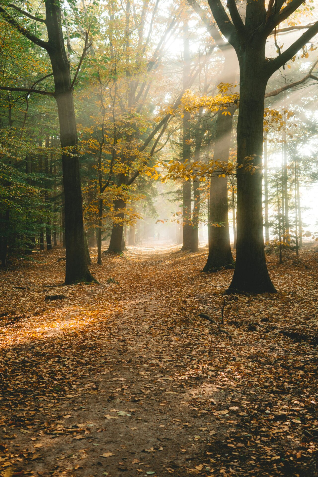 lloyd-dirks-NsdonSwJ4NU-unsplash Ein Waldweg im Herbst, bedeckt mit braunem Laub. Sonnenstrahlen fallen von oben durch die Bäume, deren Blätter teilweise leuchtend gelb sind, und erzeugen eine neblige, goldene Lichtstimmung.